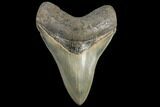 Serrated, Fossil Megalodon Tooth - Collector Quality #134290-1